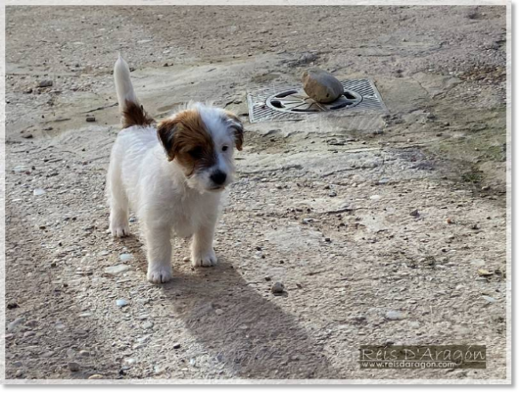 Puppy Jack Russell Terrier Campanilla de Reis D'Aragón