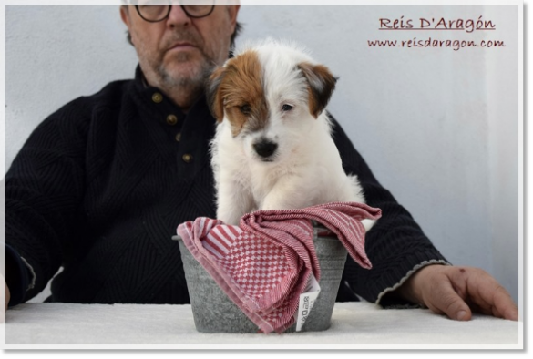 Puppy Jack Russell Terrier Campanilla de Reis D'Aragón