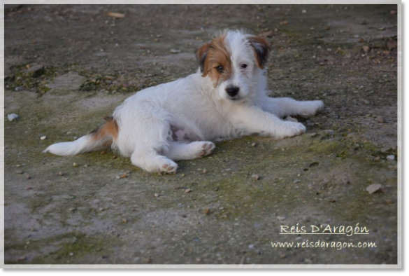 Puppy Jack Russell Terrier Campanilla de Reis D'Aragón