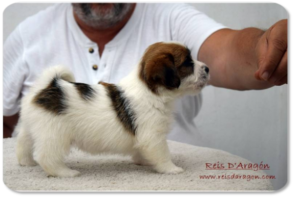 Jack Russell Terrier puppy litter "D" from Reis D'Aragón