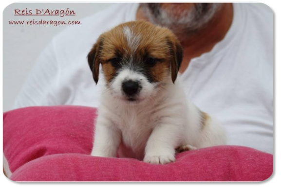 Jack Russell Terrier puppy litter "D" from Reis D'Aragón Jack Russell Terrier puppy litter "D" from Reis D'Aragón