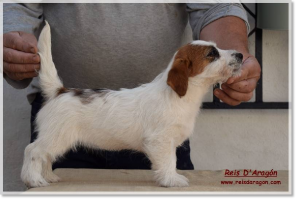 Puppy Jack Russell Terrier Romina de El Roc D'Auró