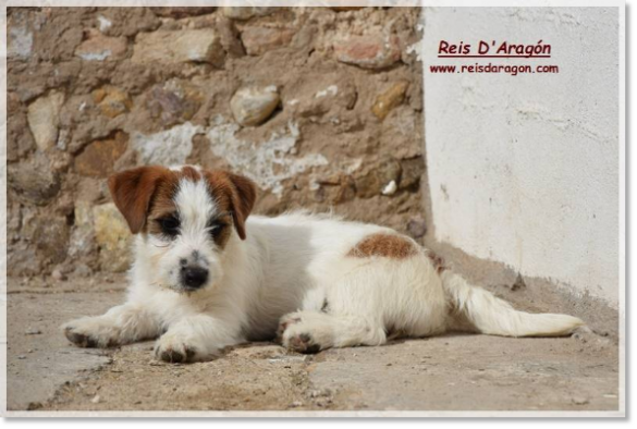 Puppy Jack Russell Terrier Romina de El Roc D'Auró