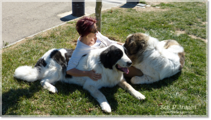 Pyrenean Mastiffs from Reis D'Aragon