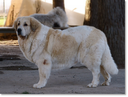 Cumbia Colombiana de la Cabaña de Otaula "Cumbia", adult female Pyrenean Mastiff in a natural stance displaying a strong and balanced structure.