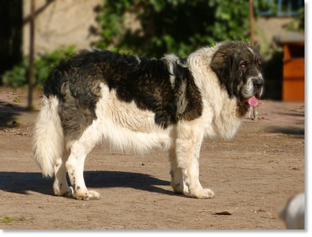 Dolce Diva de la Cabaña de Otaula "Diva", adult female Pyrenean Mastiff in a family environment outdoors.