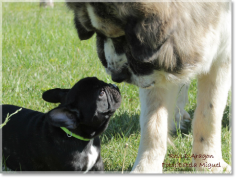 Pyrenean Mastiff coexistence