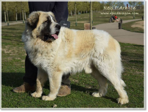 Father of the puppies Olson de Reis D'Aragón