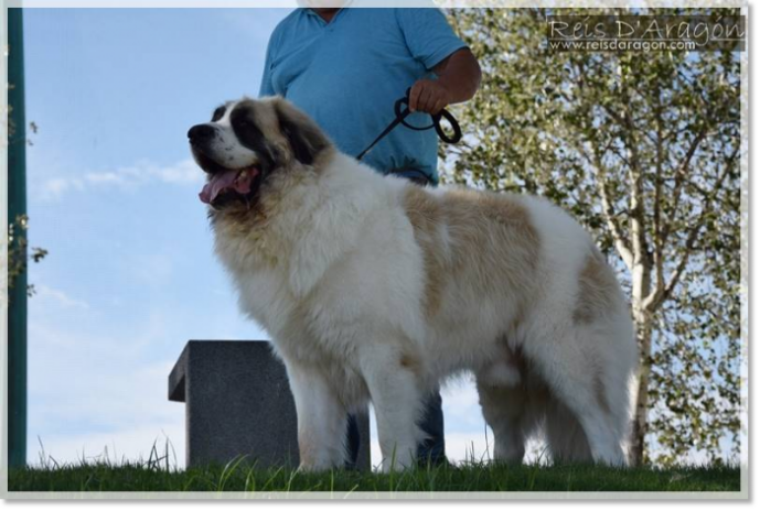 Adult Pyrenean Mastiff on an outdoor walk Adult male Pyrenean Mastiff during a walk in a park, showing his majestic and balanced presence.
