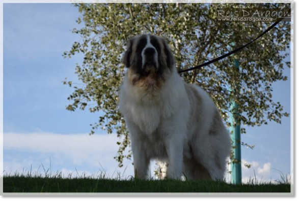 Pyrenean Mastiff Olson de Reis D'Aragón. 5 years Pyrenean Mastiff Olson de Reis D'Aragón