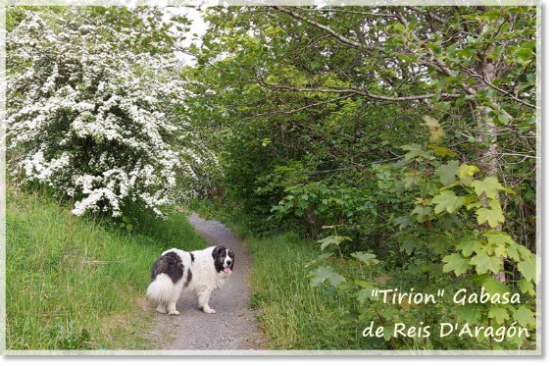 Testimonials of the families of our puppies Pyrenean Mastiff Gabasa de Reis D'Aragón, Pyrenean mastiff 9 years