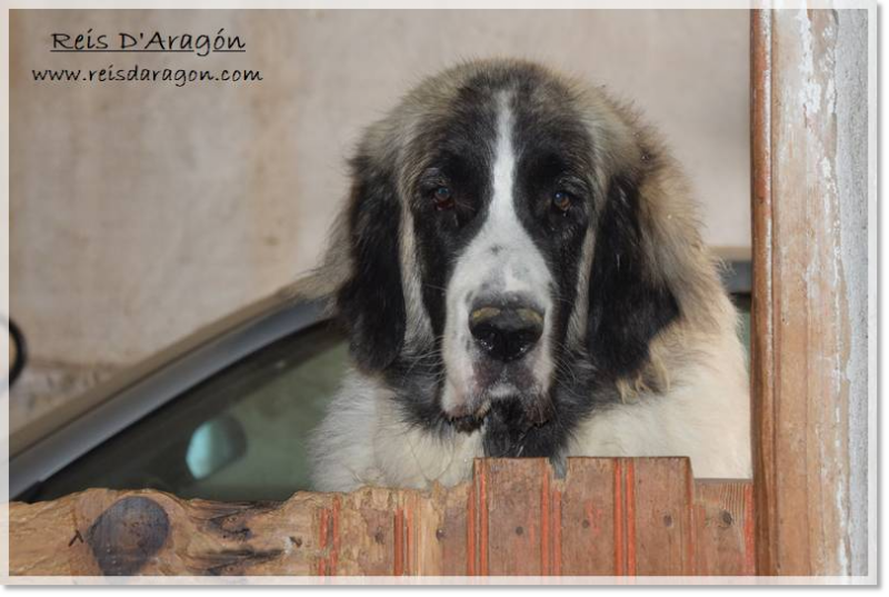 A Pyrenean Mastiff at Reis D’Aragón looking through a wooden half-door, calm and attentive —a portrait of the breed’s noble and balanced temperament.
