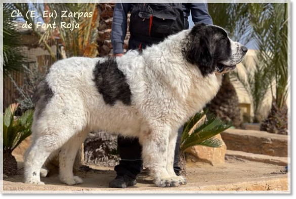 Father of the puppies Zarpas de Font Roja