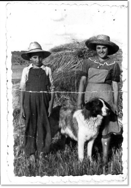 Old photograph of a mastiff