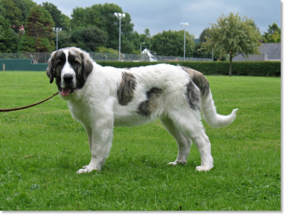 Chiot mâtin des Pyrénées Gabasa de Reis D'Aragón - Angleterre