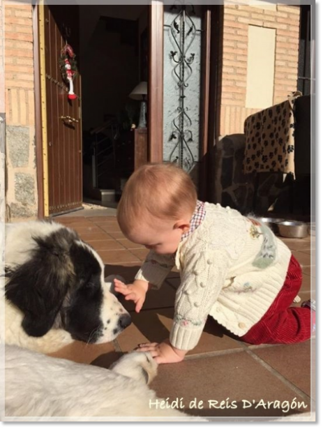 Chiot mâtin des Pyrénées Heidi de Reis D'Aragón avec des enfants