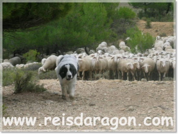 Aniés de Reis D'Aragón en apprentissage pour chien de protection du troupeau