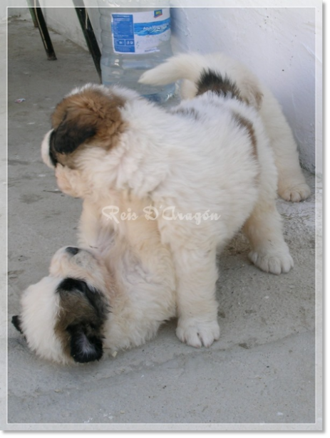 Chiots mâtin des Pyrénées de Reis D'Aragón