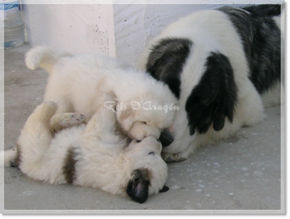 Chiots mâtin des Pyrénées de Reis D'Aragón