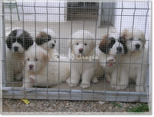 Chiots mâtin des Pyrénées de Reis D'Aragón