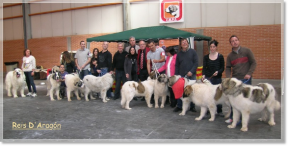 MATINS DES PYRÉNÉES XXIV EXPOSITION NATIONALE CANINE SARAGOSSE