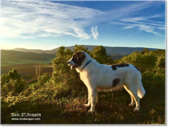 Chiot Mâtin des Pyrénées Jasa de Reis D'Aragón - Pays basque