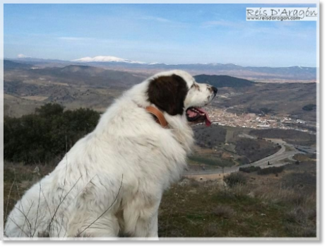 Mâtin des Pyrénées Aragüés de Reis D'Aragón - Aragon