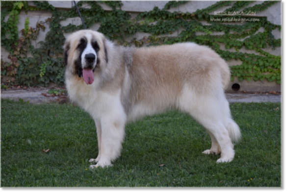 Père des chiots Wonder Boy de Font Roja