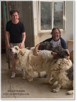 L'acteur Gabino Diego avec les chiens mâtin des Pyrénées