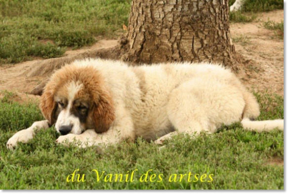 Chiot Arbanies de Reis D'Aragon en France Chiot Arbanies de Reis D'Aragon en France