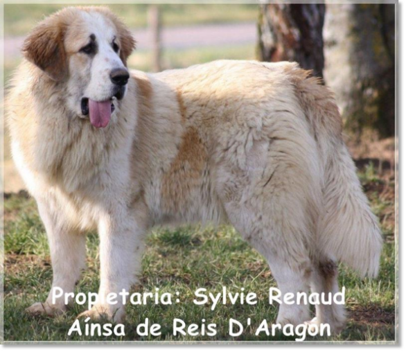 Mâtin des Pyrénées Ainsa de Reis D'Aragón Mâtin des Pyrénées Ainsa de Reis D'Aragón