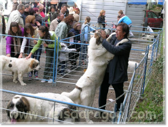 Octobre 2010. Exposition des matins des Pyrénées à la Foire d'Automne de Biescas