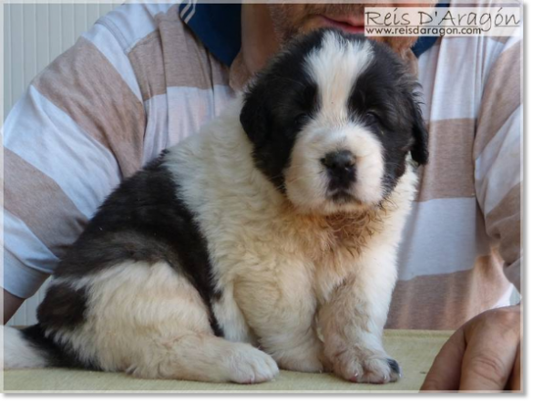 Chiots mâtin des Pyrénées de Reis D'Aragón