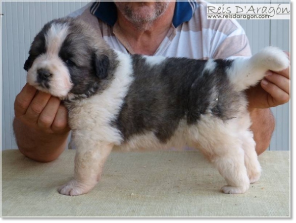 Chiots mâtin des Pyrénées de Reis D'Aragón