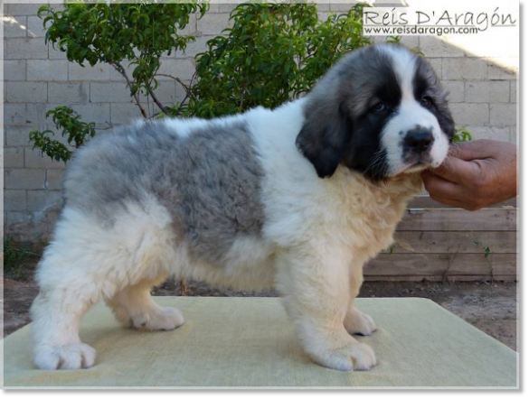 Mâtin des Pyrénées Olson de Reis D'Aragón. Chiot 2 mois Mâtin des Pyrénées Olson de Reis D'Aragón. Chiot 2 mois