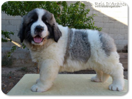 Chiot mâtin des Pyrénées portée "O" de Reis D'Aragón