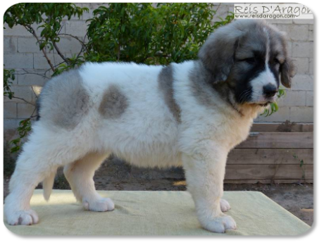 Chiot mâtin des Pyrénées portée "O" de Reis D'Aragón