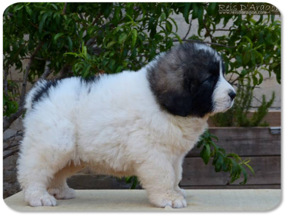 Chiot mâtin des Pyrénées portée "P" de Reis D'Aragón