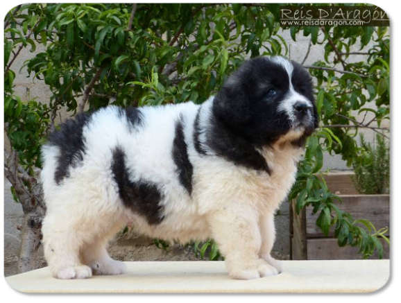 Chiot mâtin des Pyrénées portée "P" de Reis D'Aragón