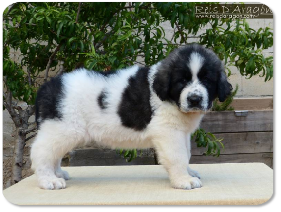 Chiot mâtin des Pyrénées portée "P" de Reis D'Aragón