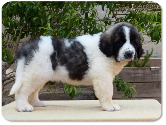 Chiot mâtin des Pyrénées portée "P" de Reis D'Aragón