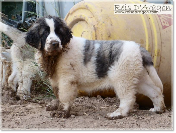 Mâtin des Pyrénées Quicena de Reis D'Aragón. Chiot 2 mois