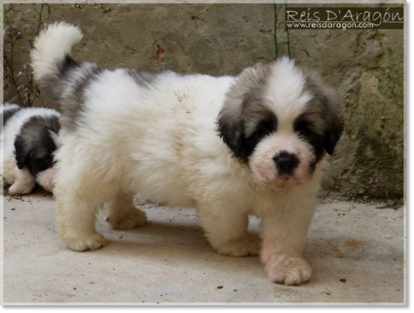 Chiots mâtin des Pyrénées de Reis D'Aragón