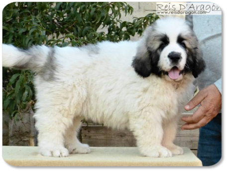 Chiot mâtin des Pyrénées portée "R" de Reis D'Aragón