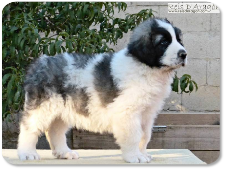 Chiot mâtin des Pyrénées portée "R" de Reis D'Aragón