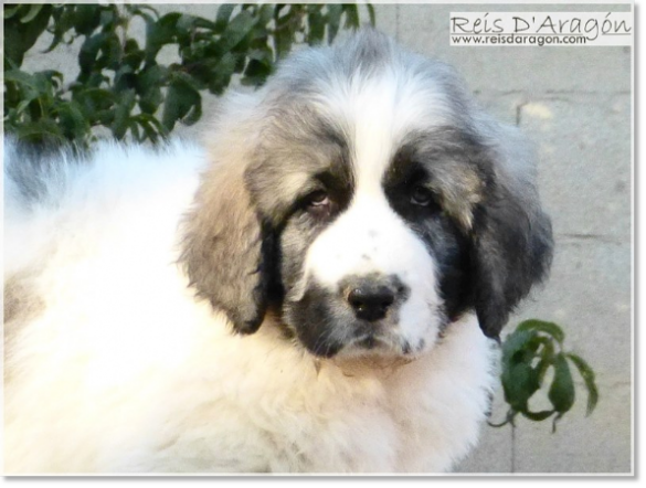 Chiots mâtin des Pyrénées de Reis D'Aragón