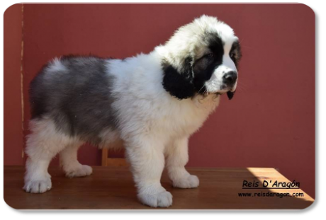 Chiot mâtin des Pyrénées de Reis D'Aragón