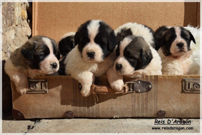 Chiots mâtin des Pyrénées Chiots mâtin des Pyrénées