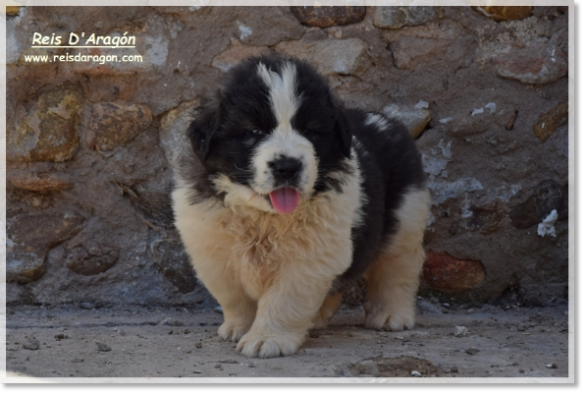 Chiots litière "A2" mâtin des Pyrénées