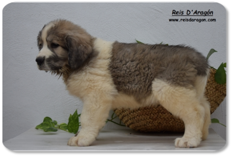 Chiot mâtin des Pyrénées portée "A2" de Reis D'Aragón